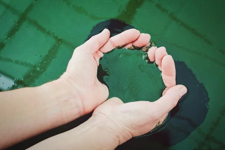 chlorella